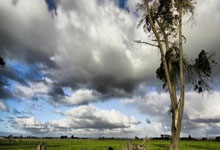 多特拜仁德甲踢平 凯恩中途伤退.